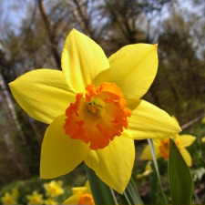 Narcissus x hybridus hort. cv. Cavaliero