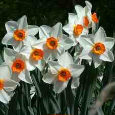 Narcissus x hybridus hort. cv. Capparoe