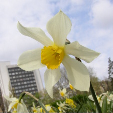 Narcissus x hybridus hort. cv. Cardinal