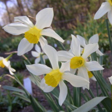 Amaryllidaceae Narcissus x hybridus hort. cv. Cardinal