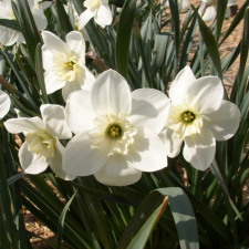Amaryllidaceae Narcissus x hybridus hort. cv. Carnmoon