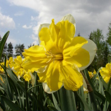 Narcissus x hybridus hort. cv. Canasta