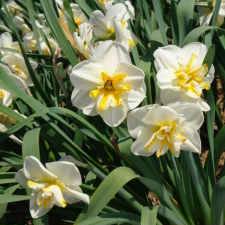Amaryllidaceae Narcissus x hybridus hort. cv. Burning Heart