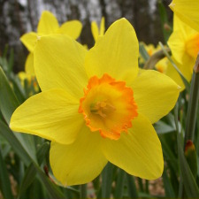 Narcissus x hybridus hort. cv. Ceylon