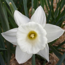 Amaryllidaceae Narcissus x hybridus hort. cv. Chivalry
