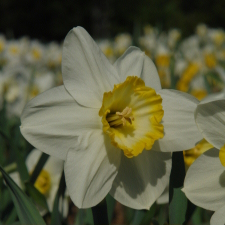 Amaryllidaceae Narcissus x hybridus hort. cv. China Maid