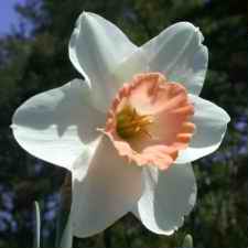Amaryllidaceae Narcissus x hybridus hort. cv. Chiffon