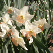 Amaryllidaceae Narcissus x hybridus hort. cv. Chiffon