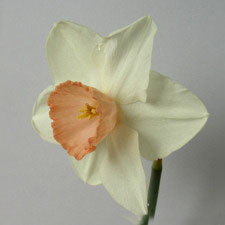 Amaryllidaceae Narcissus x hybridus hort. cv. Chelsea China