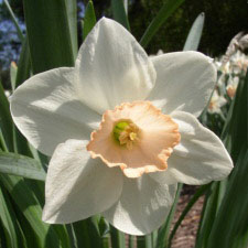 Amaryllidaceae Narcissus x hybridus hort. cv. Chelsea China