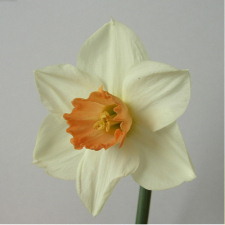 Amaryllidaceae Narcissus x hybridus hort. cv. Chelsea Derby