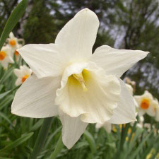 Amaryllidaceae Narcissus x hybridus hort. cv. Chastity