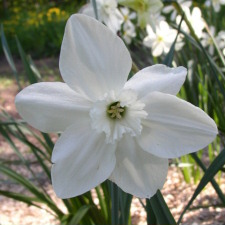Amaryllidaceae Narcissus x hybridus hort. cv. Chinese White