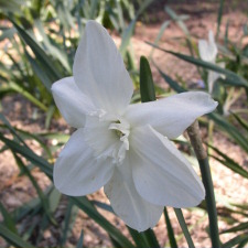 Amaryllidaceae Narcissus x hybridus hort. cv. Chinese White