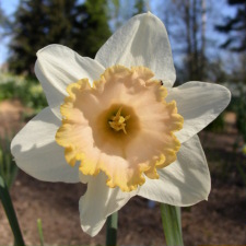 Amaryllidaceae Narcissus x hybridus hort. cv. Siam