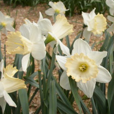 Amaryllidaceae Narcissus x hybridus hort. cv. Siam