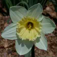 Amaryllidaceae Narcissus x hybridus hort. cv. Silver Standart