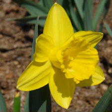 Amaryllidaceae Narcissus x hybridus hort. cv. Slieveboy