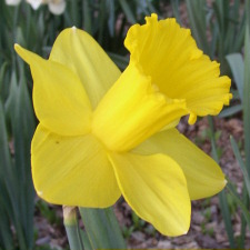 Amaryllidaceae Narcissus x hybridus hort. cv. Slieveboy