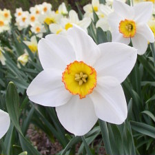 Amaryllidaceae Narcissus x hybridus hort. cv. Snow Princess