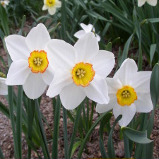 Amaryllidaceae Narcissus x hybridus hort. cv. Snow Princess