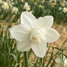 Amaryllidaceae Narcissus x hybridus hort. cv. Snowball