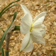 Amaryllidaceae Narcissus x hybridus hort. cv. Snowball