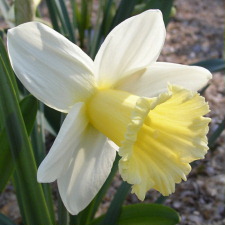 Amaryllidaceae Narcissus x hybridus hort. cv. Soiree