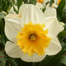 Amaryllidaceae Narcissus x hybridus hort. cv. Soestdijk
