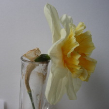 Амариллисовые Нарцисс гибридный  сорт Соестдьяк