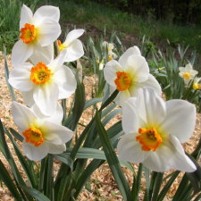 Амариллисовые Нарцисс гибридный  сорт Шеперд