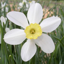 Amaryllidaceae Narcissus x hybridus hort. cv. Seagull