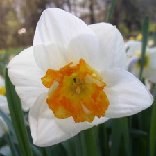 Amaryllidaceae Narcissus x hybridus hort. cv. Spencer Tracy