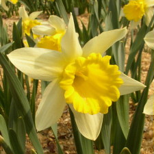 Amaryllidaceae Narcissus x hybridus hort. cv. Spring Glory