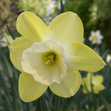 Amaryllidaceae Narcissus x hybridus hort. cv. Step Forward