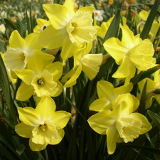 Amaryllidaceae Narcissus x hybridus hort. cv. Step Forward