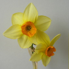 Amaryllidaceae Narcissus x hybridus hort. cv. Suzy