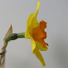 Амариллисовые Нарцисс гибридный  сорт Сан Чериот