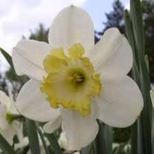 Amaryllidaceae Narcissus x hybridus hort. cv. Rococo