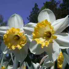 Amaryllidaceae Narcissus x hybridus hort. cv. Rococo