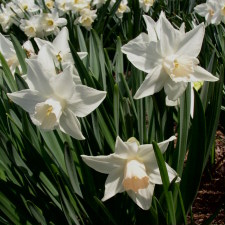 Amaryllidaceae Narcissus x hybridus hort. cv. Roseanna