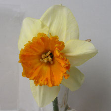 Amaryllidaceae Narcissus x hybridus hort. cv. Royal Orange