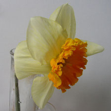 Amaryllidaceae Narcissus x hybridus hort. cv. Royal Orange