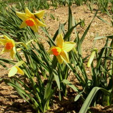 Amaryllidaceae Narcissus x hybridus hort. cv. Rouge