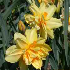 Амариллисовые Нарцисс гибридный  сорт Техас
