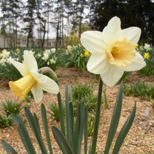 Amaryllidaceae Narcissus x hybridus hort. cv. Satin Pink