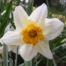 Amaryllidaceae Narcissus x hybridus hort. cv. Salma Riante