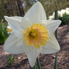 Амариллисовые Нарцисс гибридный  сорт Сэлмон Троут
