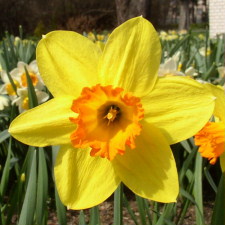 Amaryllidaceae Narcissus x hybridus hort. cv. Scarlett O Hara