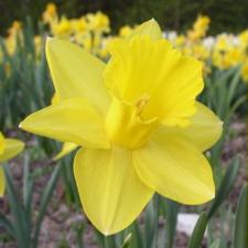 Amaryllidaceae Narcissus x hybridus hort. cv. Semiramis